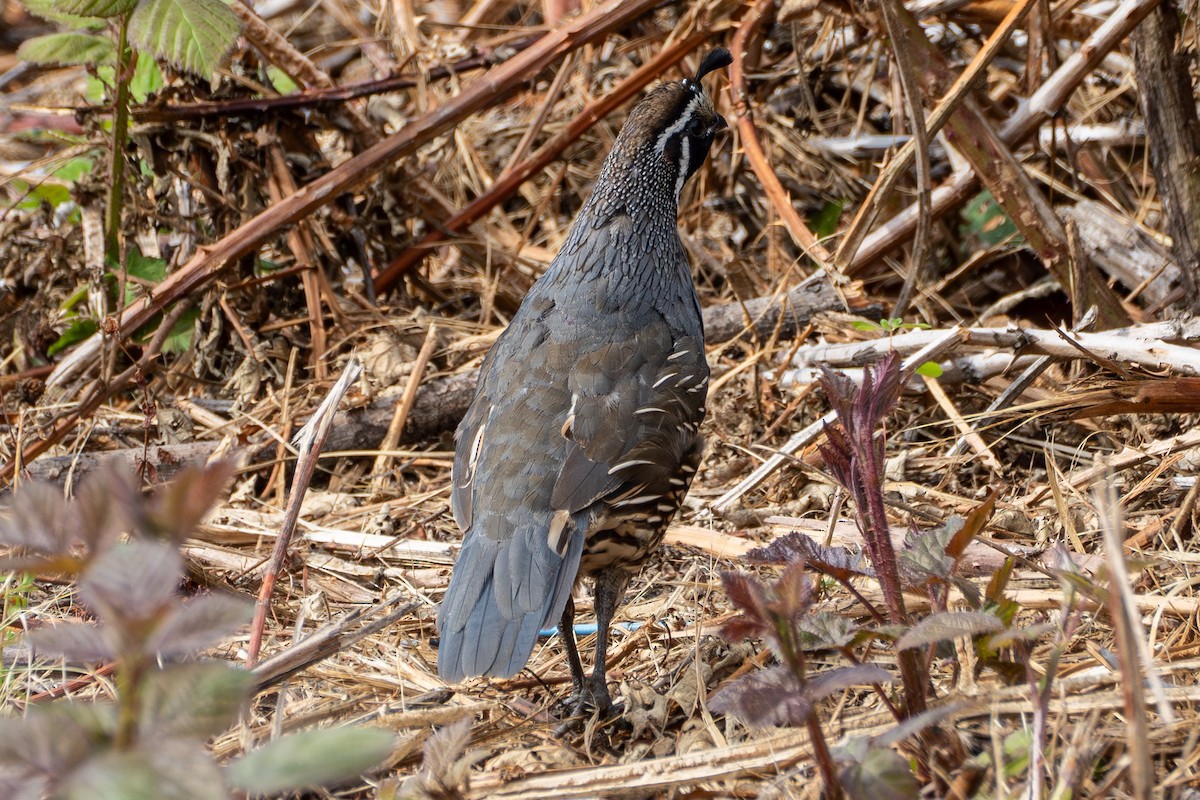 California Quail - ML622754989