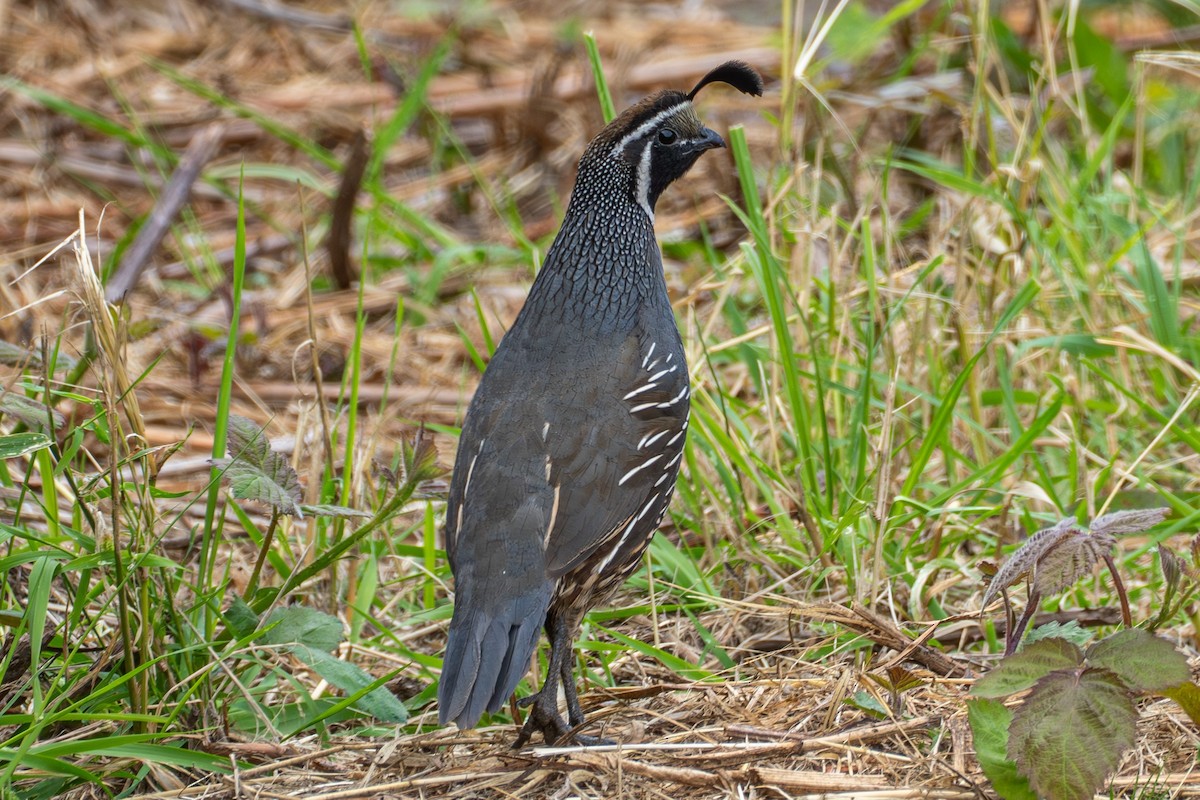 California Quail - ML622754990