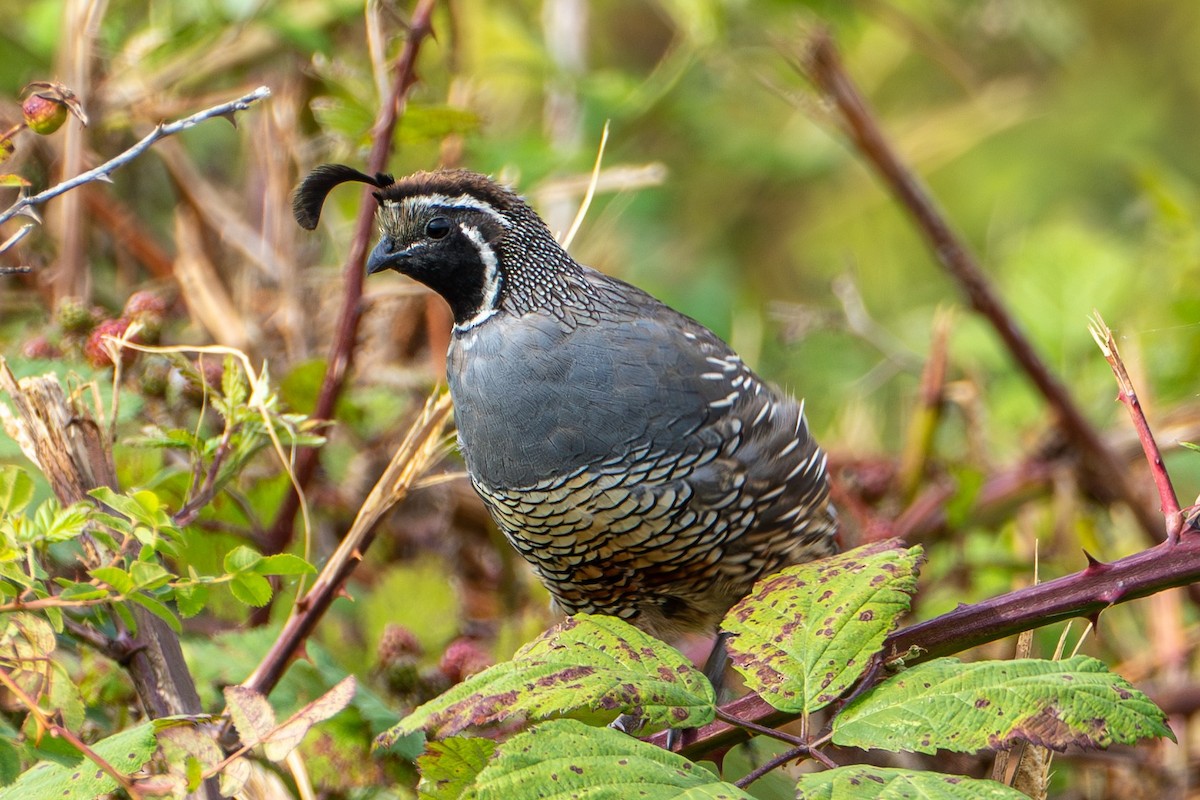 California Quail - ML622754991