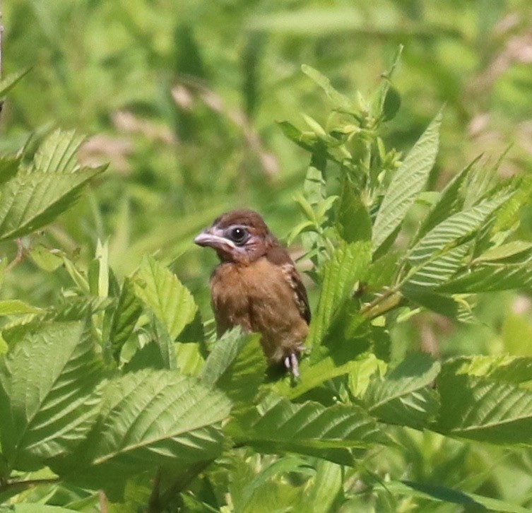 Blue Grosbeak - ML62275501