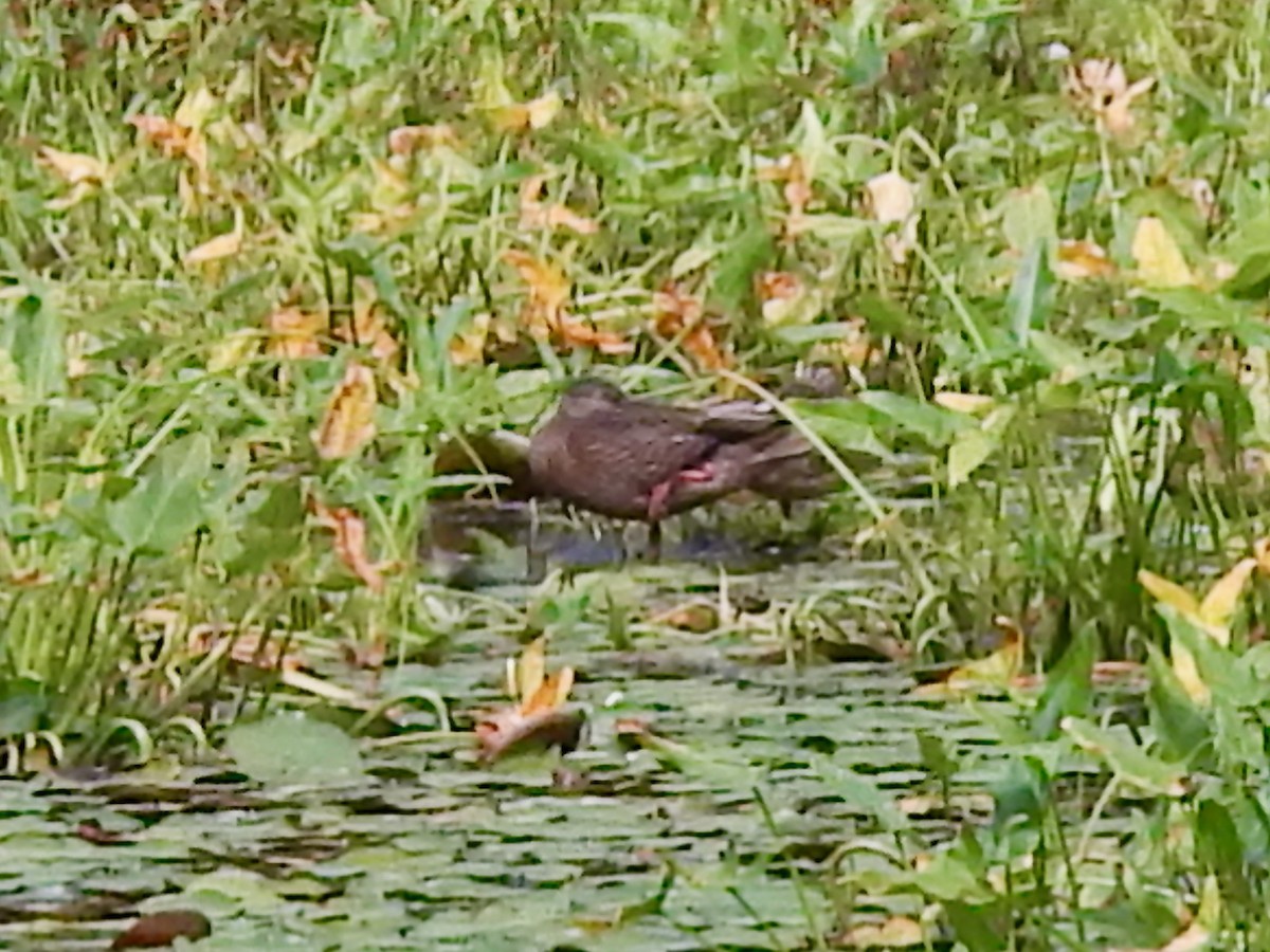 American Black Duck - ML622755012