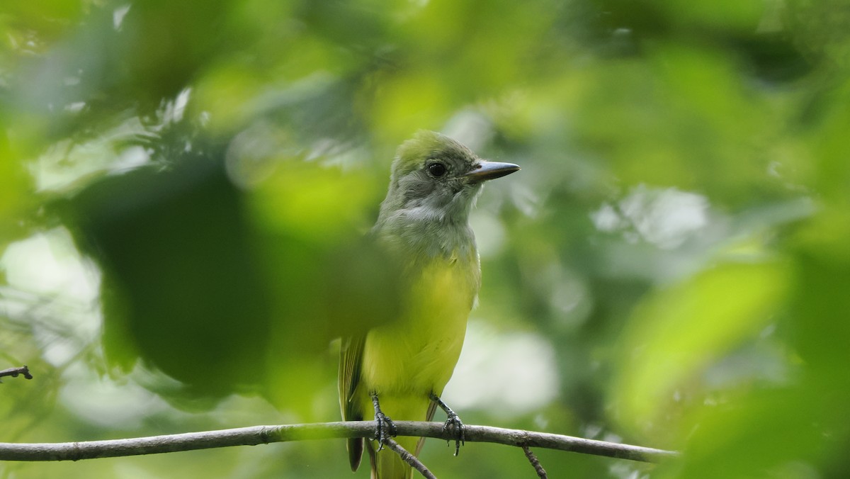 Great Crested Flycatcher - ML622755020