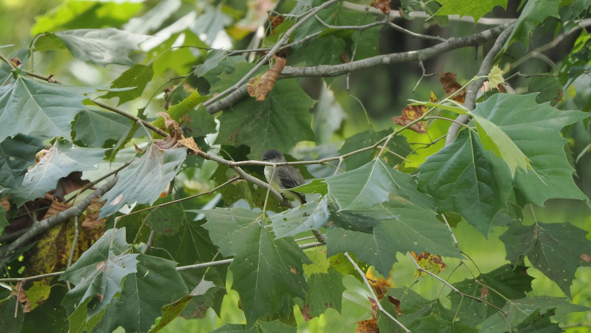 Eastern Phoebe - ML622755041