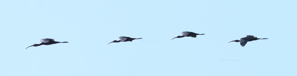 White-faced Ibis - Charlotte Byers