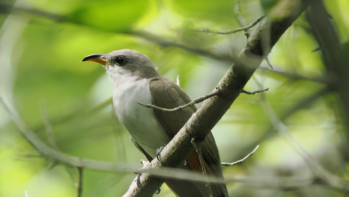 Yellow-billed Cuckoo - ML622755072