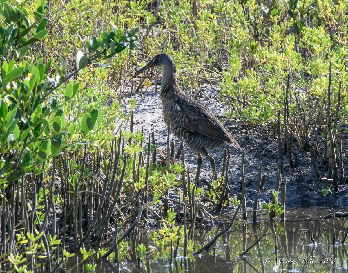 Clapper Rail - ML622755080