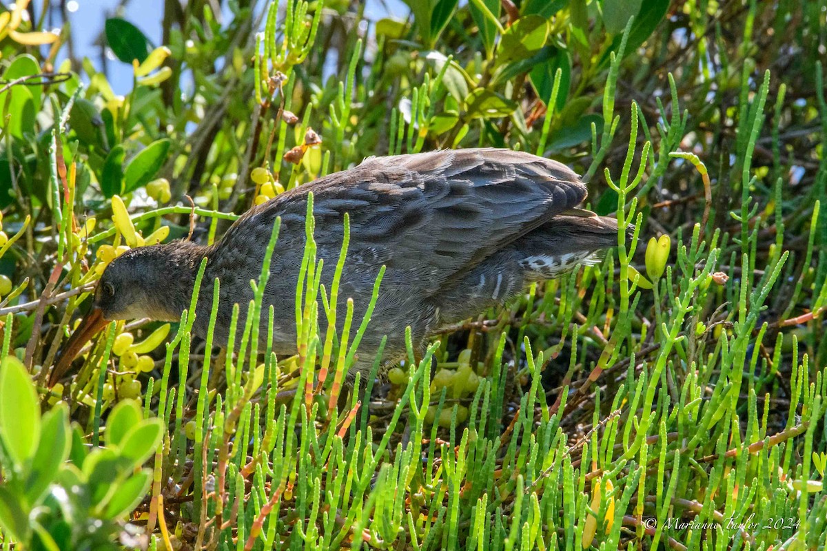 Clapper Rail - Marianne Taylor