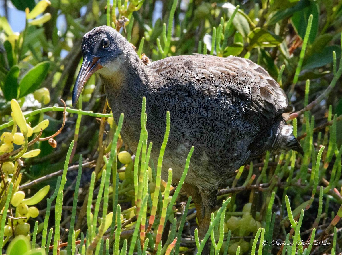 Clapper Rail - ML622755082