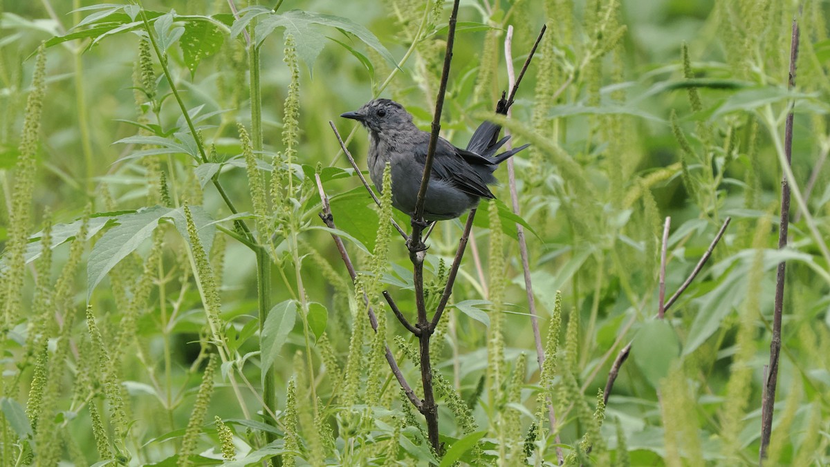 Gray Catbird - ML622755094