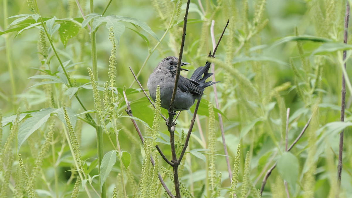 Gray Catbird - ML622755098