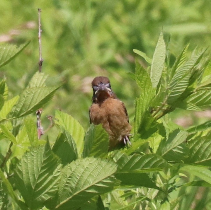 Blue Grosbeak - ML62275511