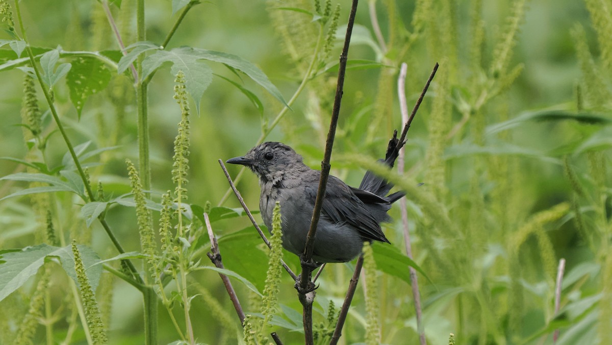 Gray Catbird - ML622755118