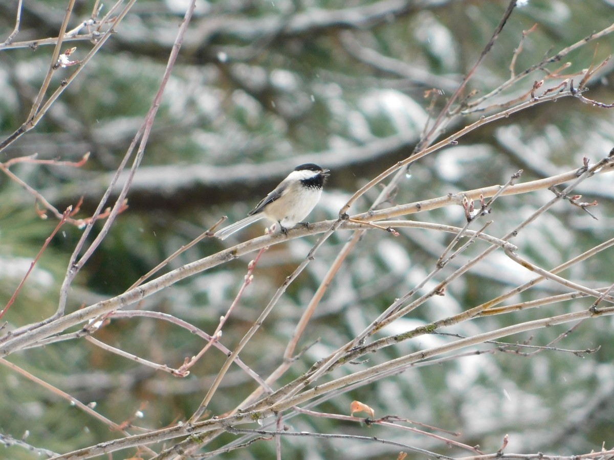 Black-capped Chickadee - ML622755146