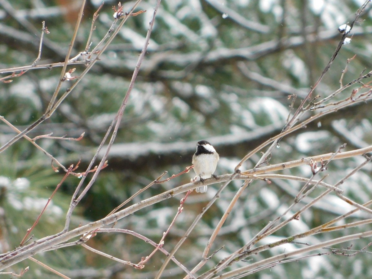 Black-capped Chickadee - ML622755147