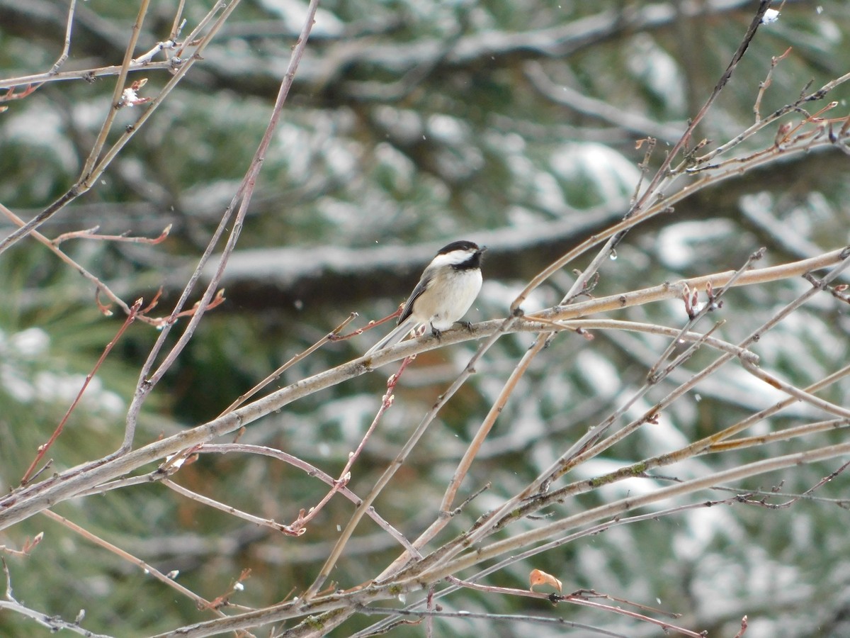 Black-capped Chickadee - ML622755148