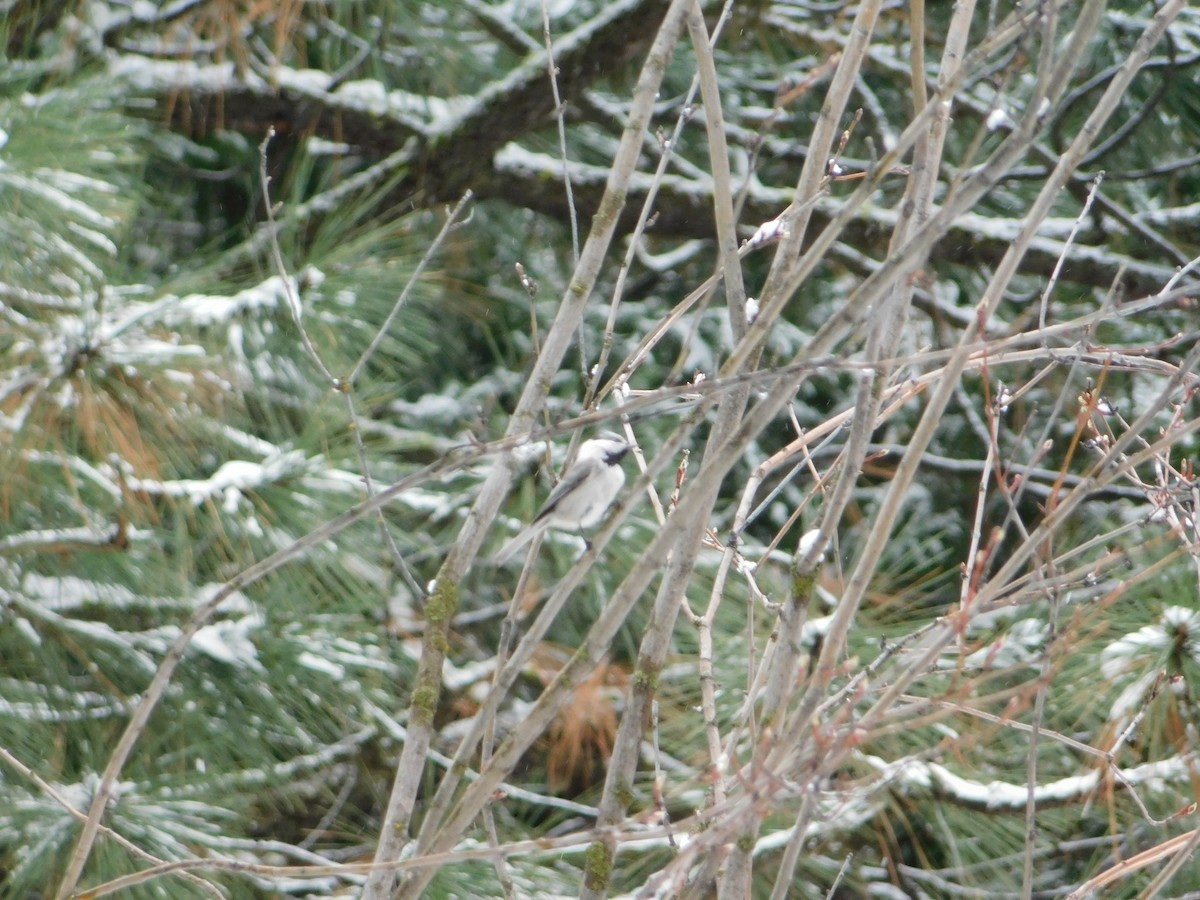 Mountain Chickadee - ML622755158