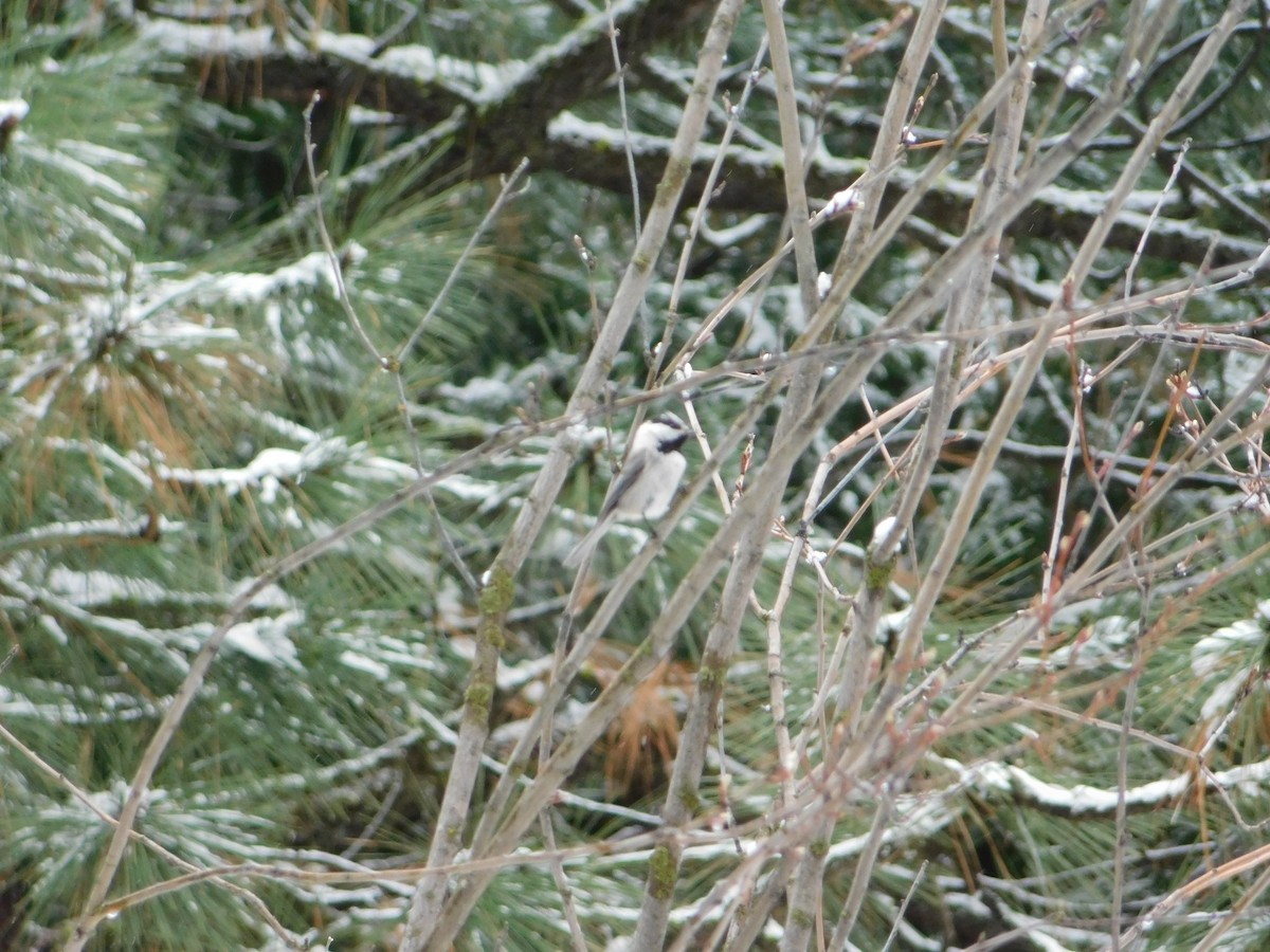 Mountain Chickadee - ML622755159