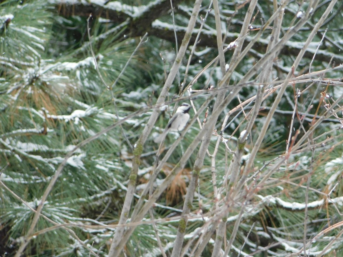 Mountain Chickadee - ML622755160