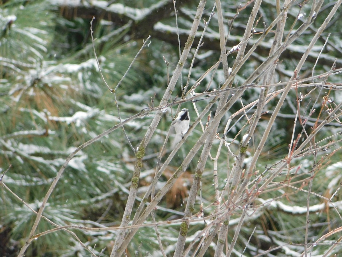 Mountain Chickadee - ML622755161