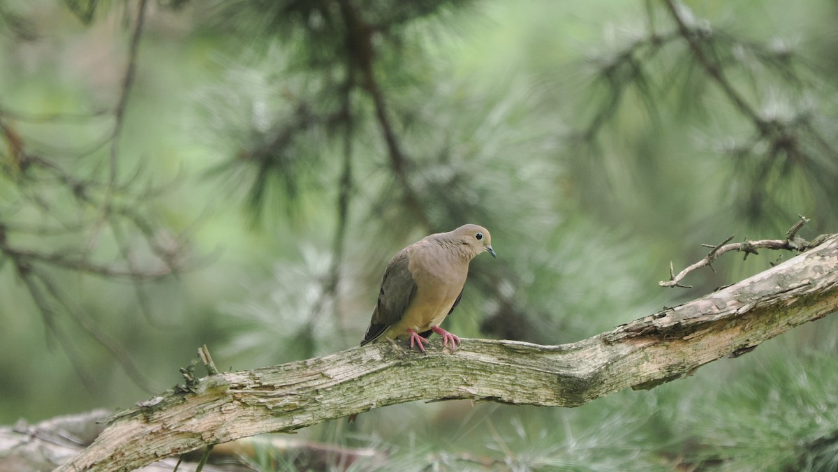 Mourning Dove - ML622755186