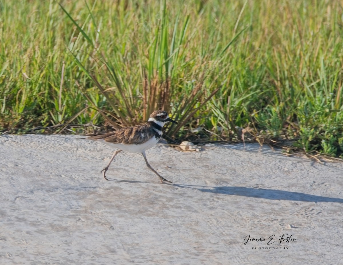 Killdeer - ML622755195