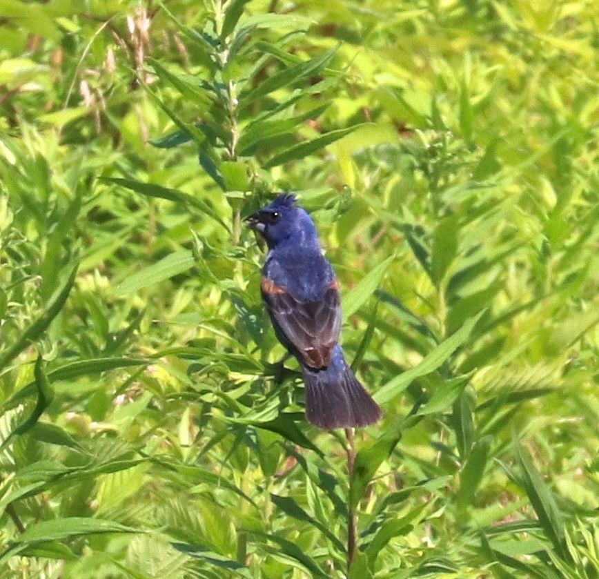 Blue Grosbeak - ML62275521