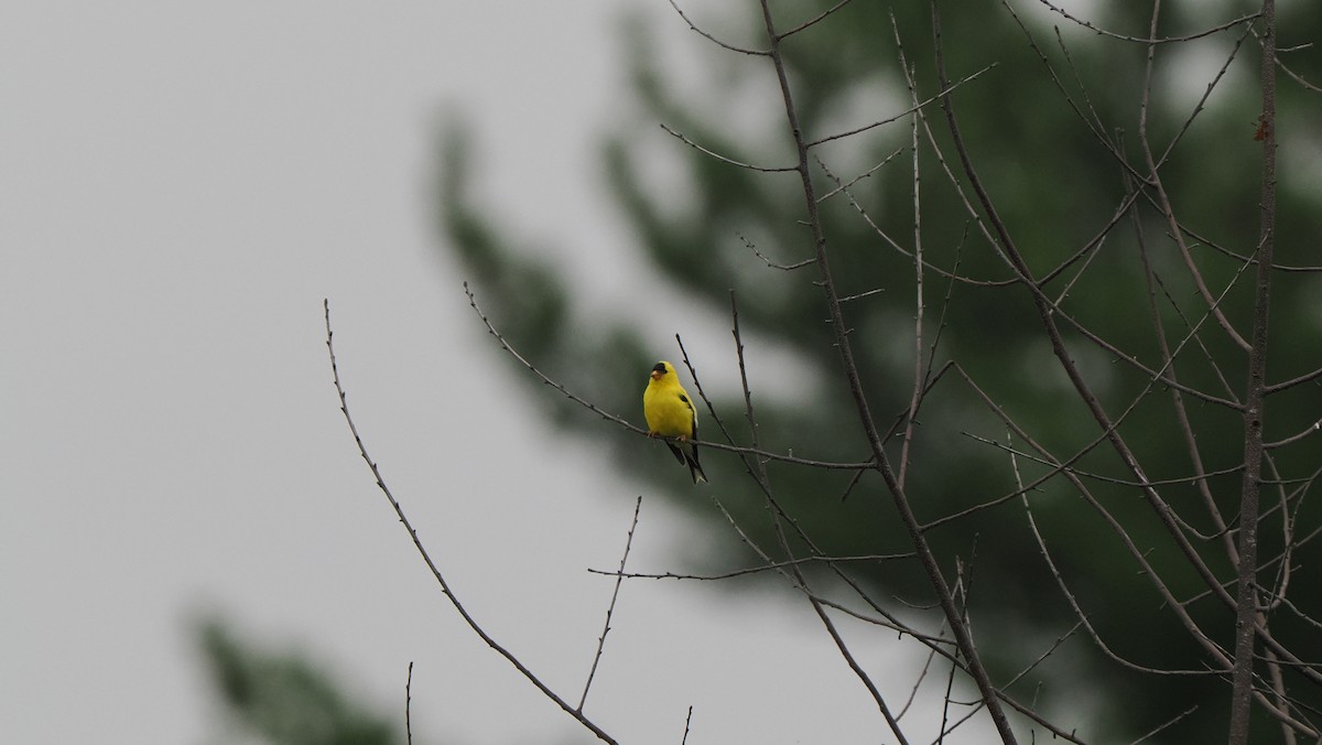 American Goldfinch - ML622755212