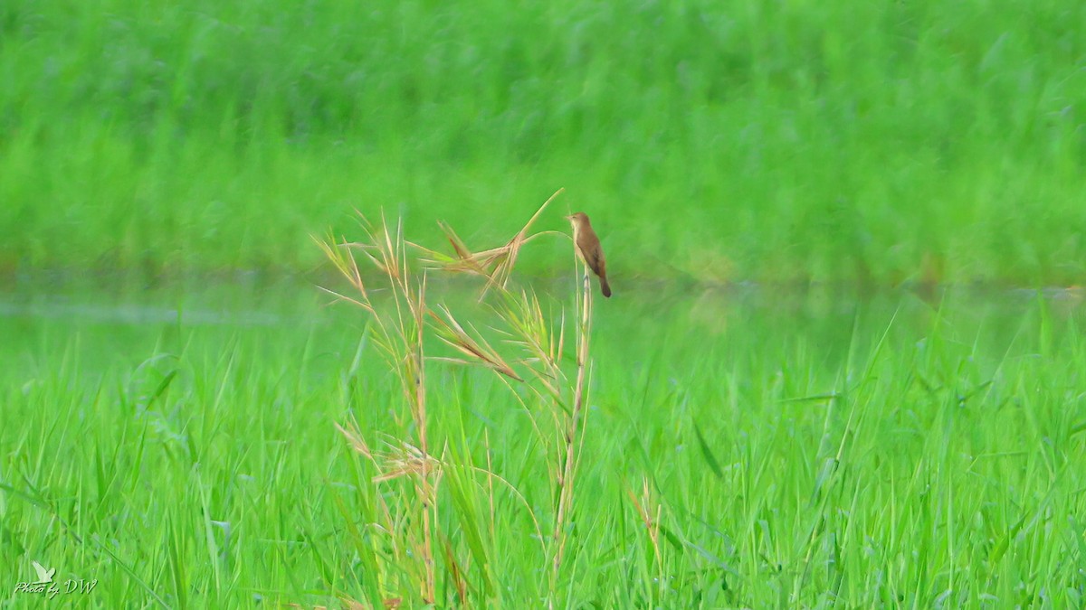 Oriental Reed Warbler - David Wu