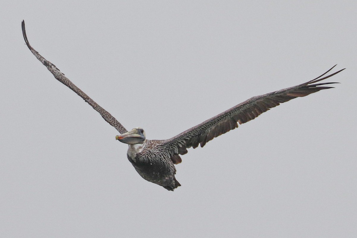 Brown Pelican (California) - ML622755250