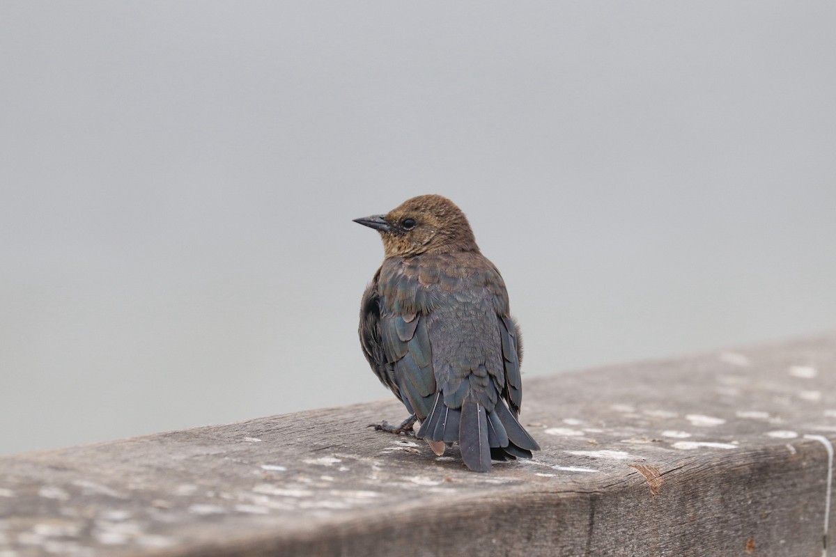 Brewer's Blackbird - ML622755282