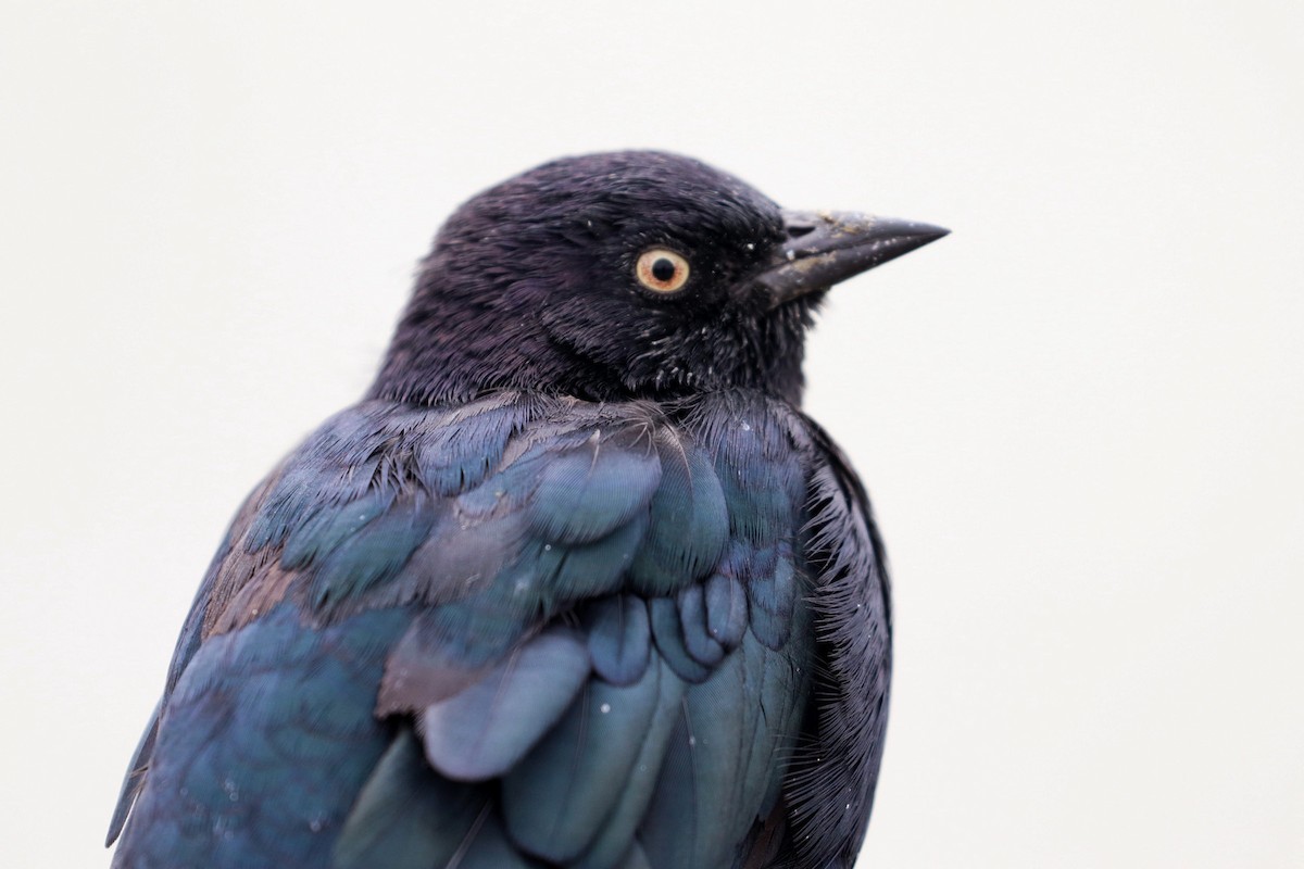 Brewer's Blackbird - ML622755284