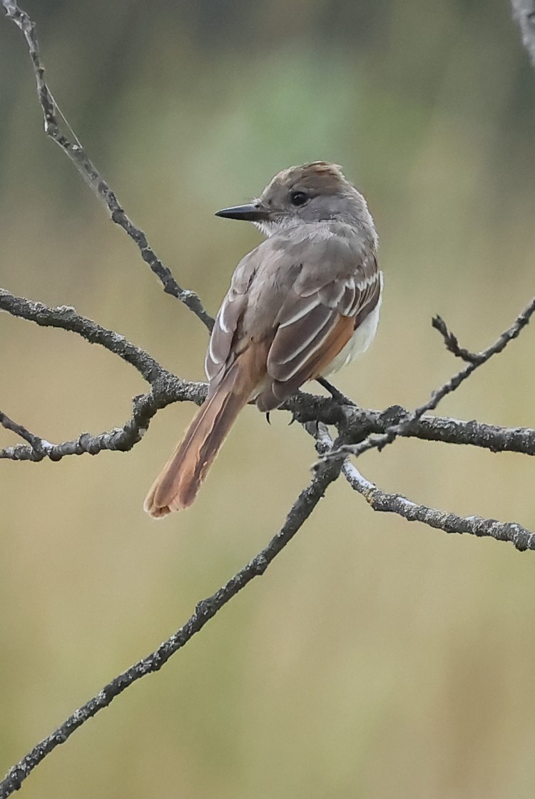 Ash-throated Flycatcher - ML622755287