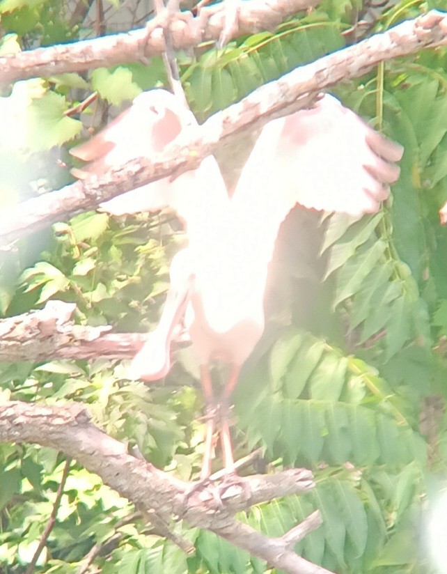 Roseate Spoonbill - ML622755296