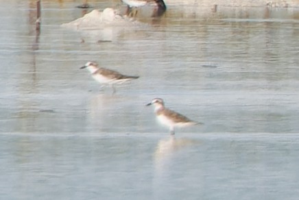 Greater Sand-Plover - ML622755300