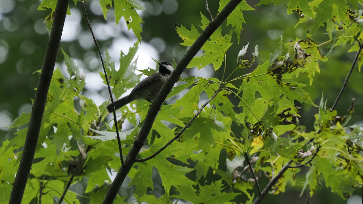 Black-capped Chickadee - ML622755336