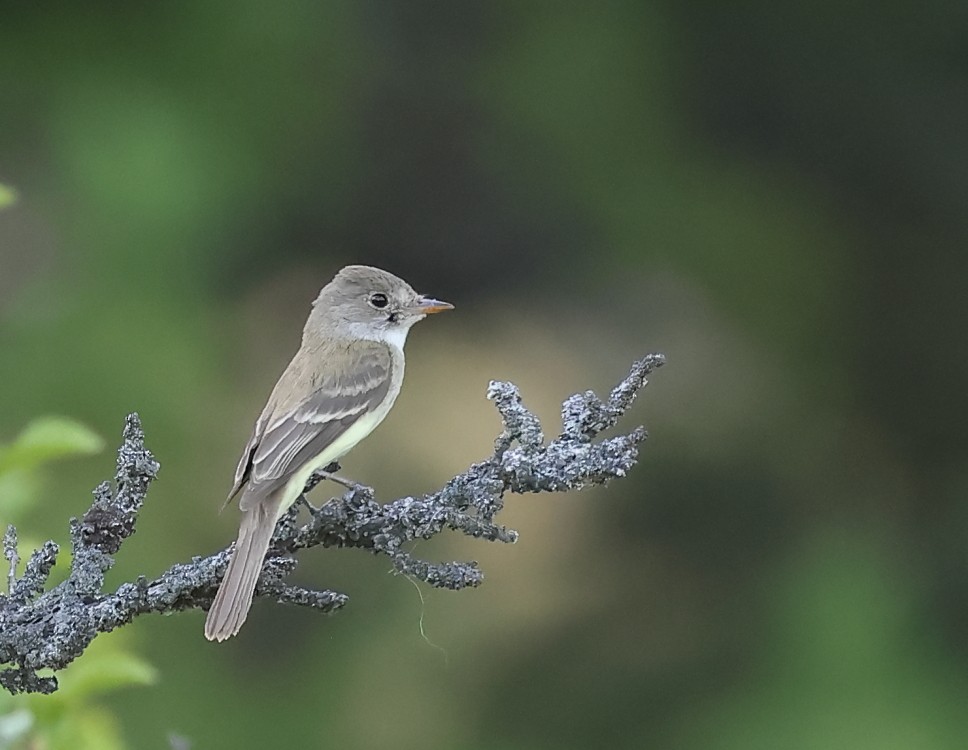 Willow Flycatcher - ML622755342