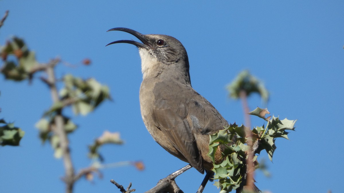 California Thrasher - ML622755352