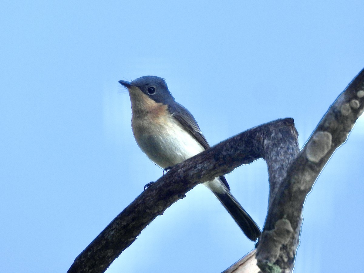 ナマリイロヒラハシ - ML622755356