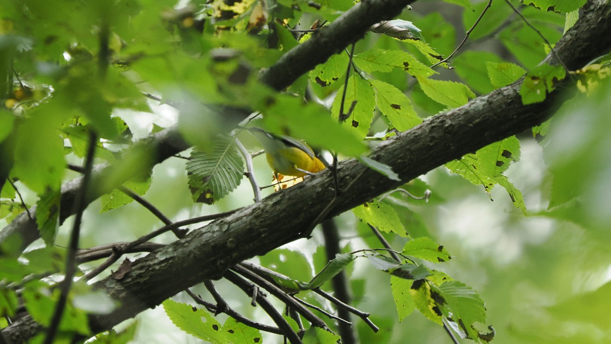 Prothonotary Warbler - ML622755363