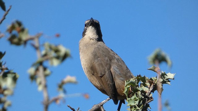California Thrasher - ML622755379