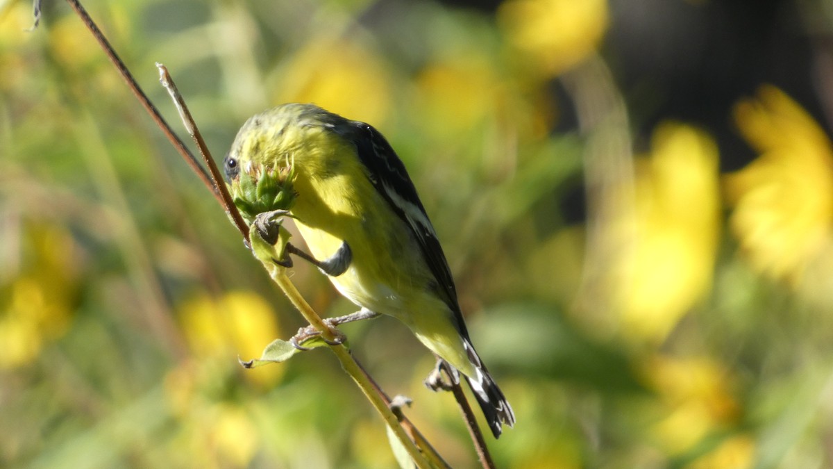 Lesser Goldfinch - ML622755389