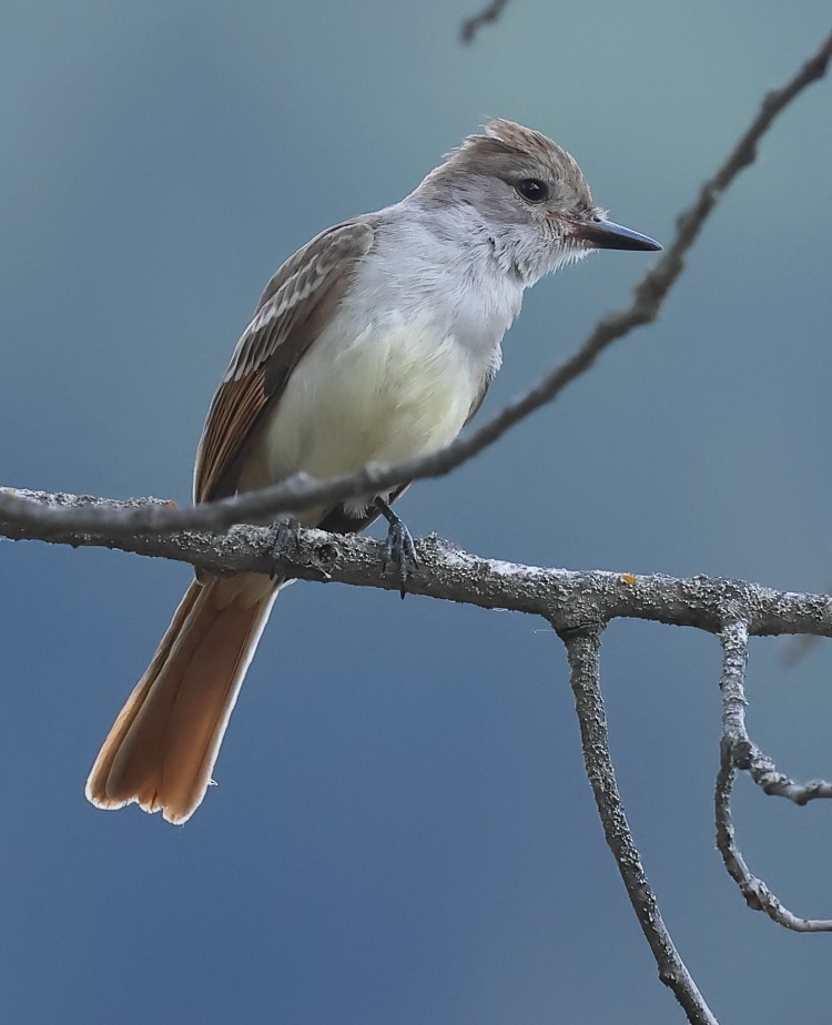 Ash-throated Flycatcher - ML622755393