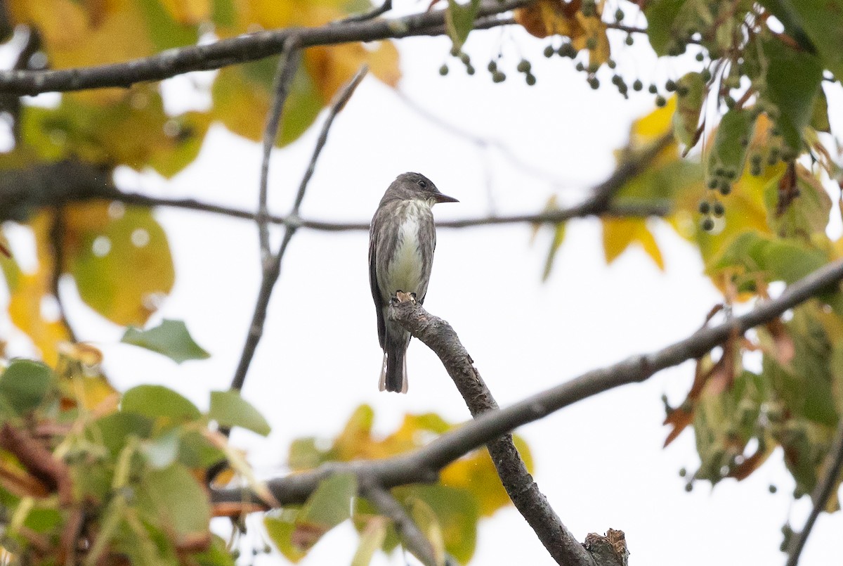 Olive-sided Flycatcher - ML622755395