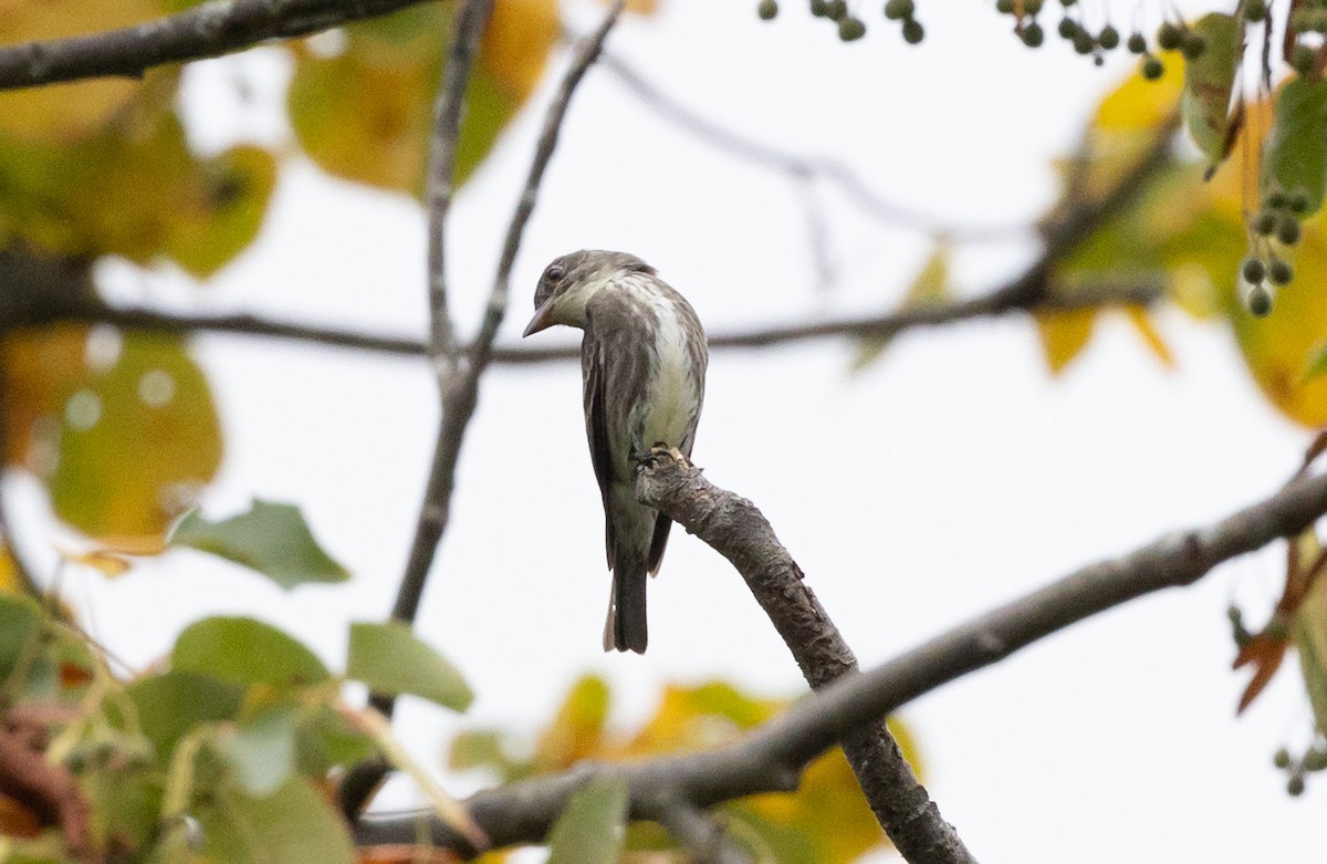 Olive-sided Flycatcher - ML622755400