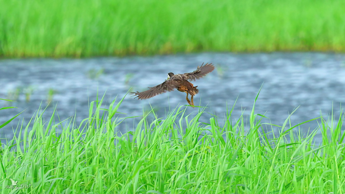 White-breasted Waterhen - ML622755404