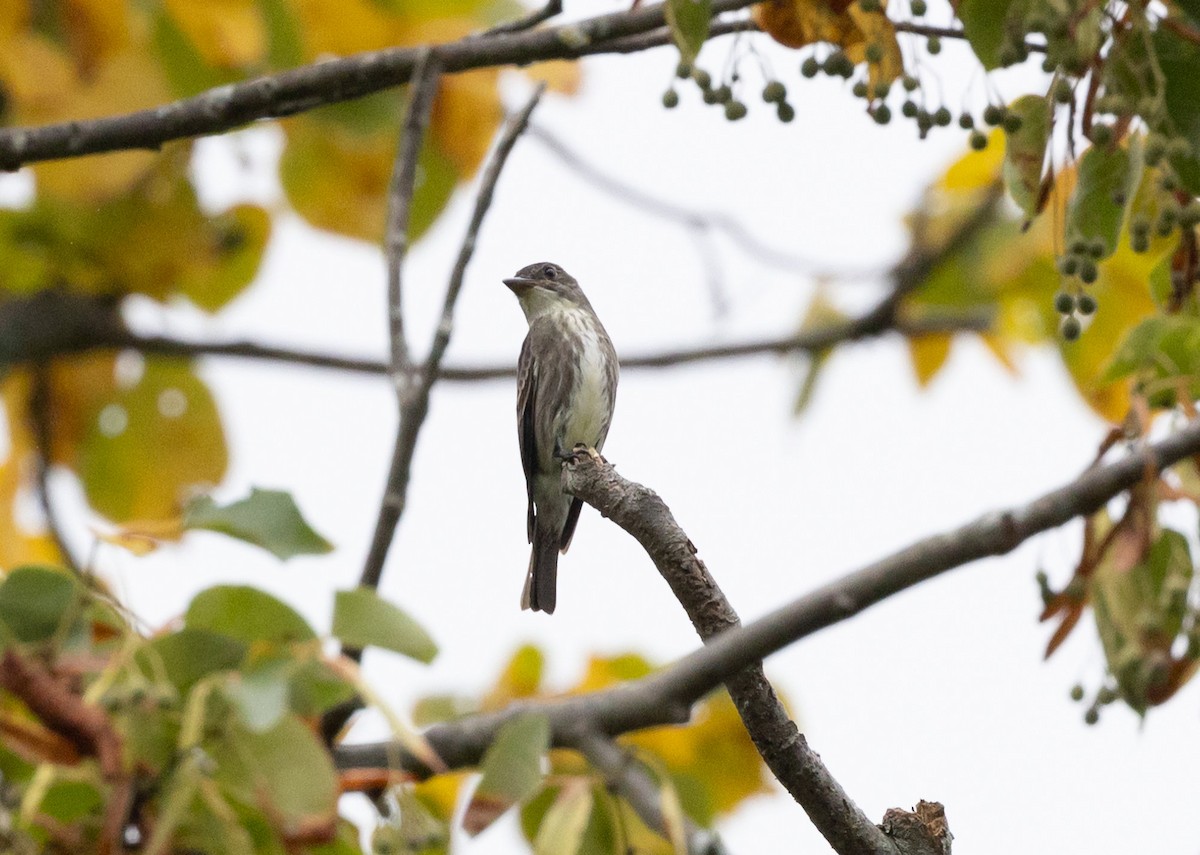 Olive-sided Flycatcher - ML622755405