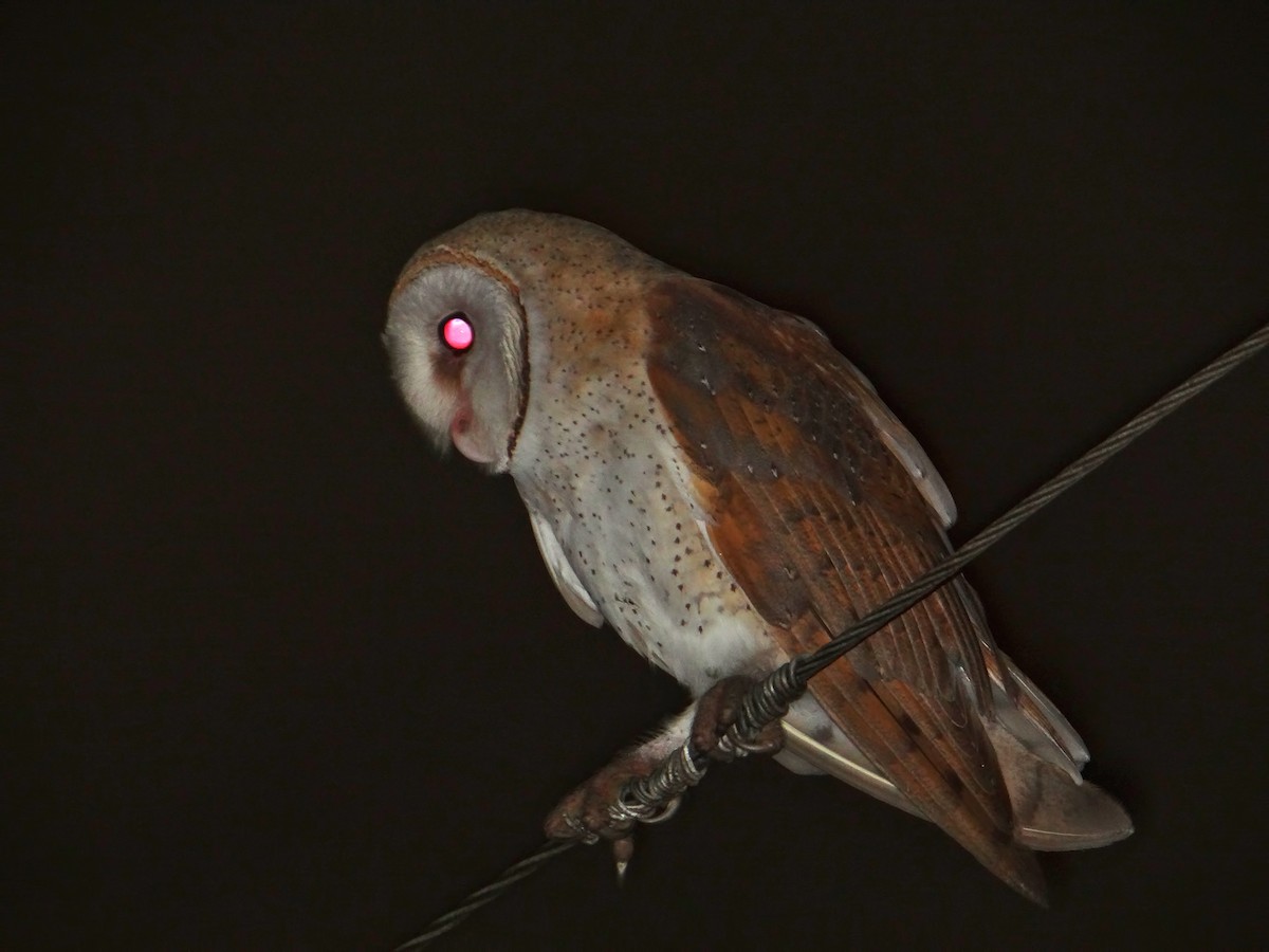 Barn Owl - ML622755407