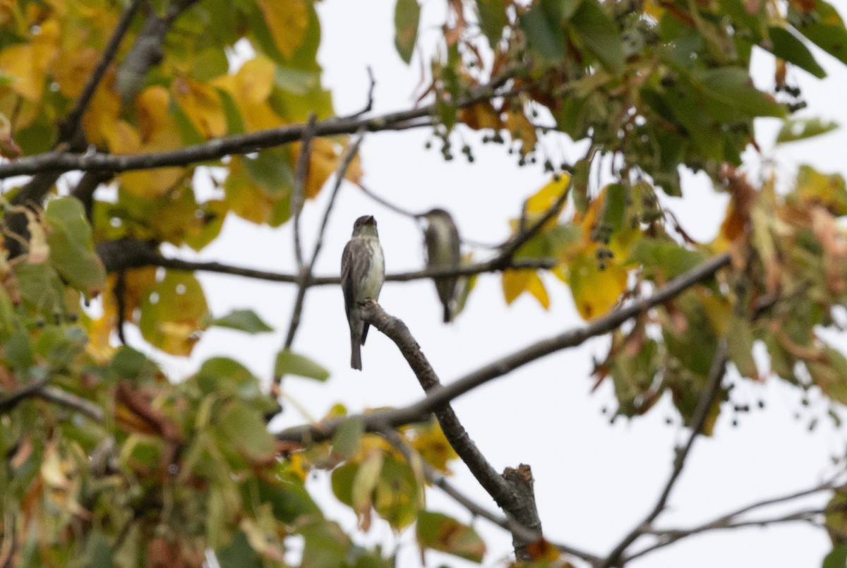 Olive-sided Flycatcher - ML622755408