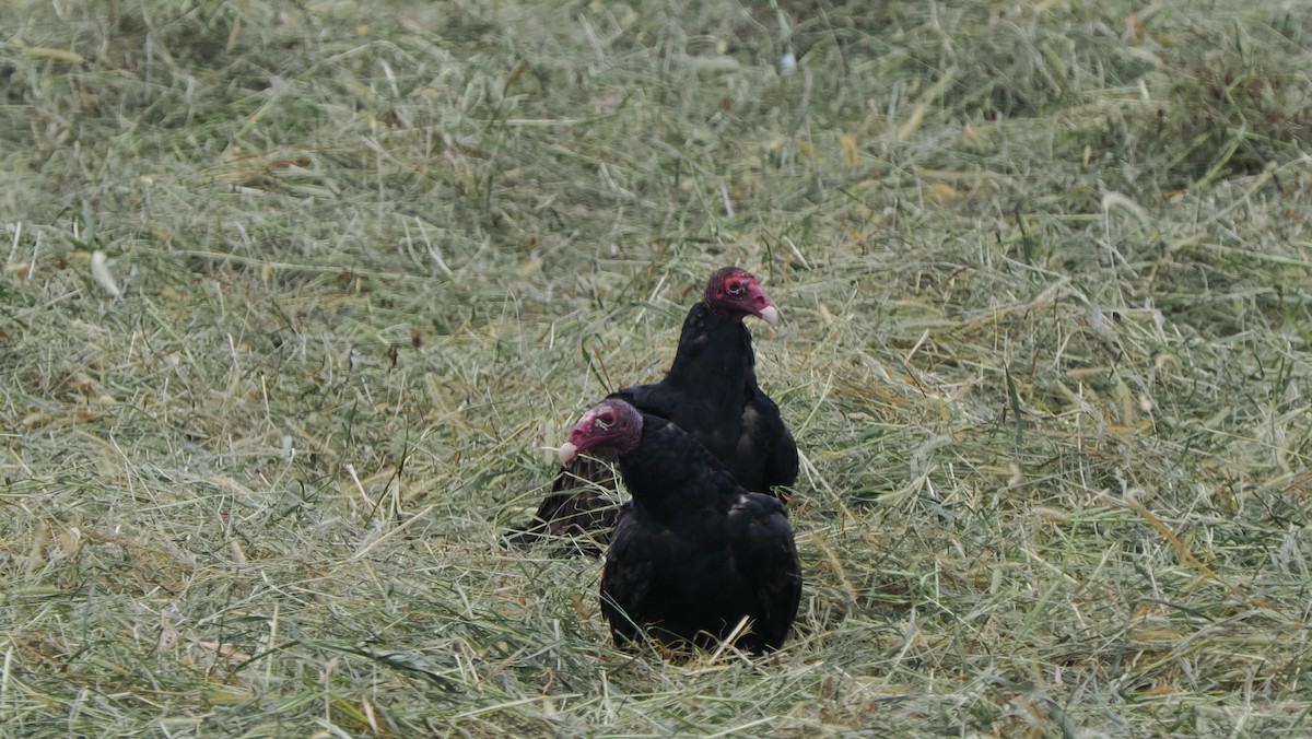 Turkey Vulture - ML622755415