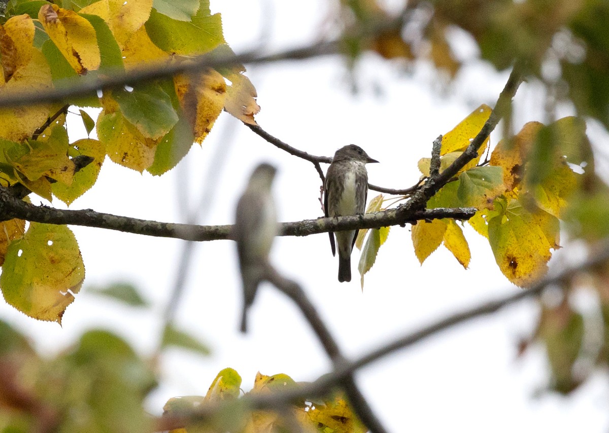 Olive-sided Flycatcher - ML622755416